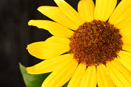 Close up of yellow rudbeckia flower with green leaves on black backgroundの写真素材