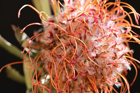 Close up of a protea flower with orange petals on black backgroundの写真素材