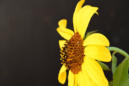 Sunflower on a black background, Sunflower blooming in the gardenの写真素材