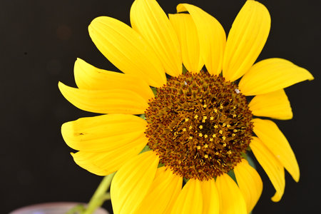 Sunflower on black background. Closeup of yellow sunflower.の写真素材