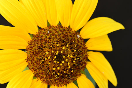 Close up of a yellow sunflower on black backgroungの写真素材