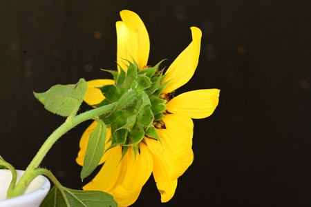 Sunflower on black background, Thailand. (Helianthus annuus)の写真素材