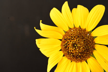 Sunflower on black background. Close up. Selective focus.の写真素材