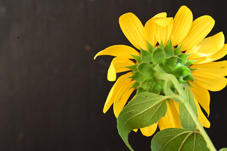 Sunflower on black wooden background with copy space for your text.の写真素材