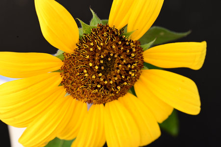 Close up of a sunflower on a black background with copy spaceの写真素材