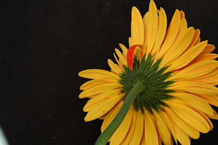 Yellow gerbera on a black background, closeup of photoの写真素材