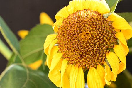 Sunflower in the garden, close-up of a sunflowerの写真素材