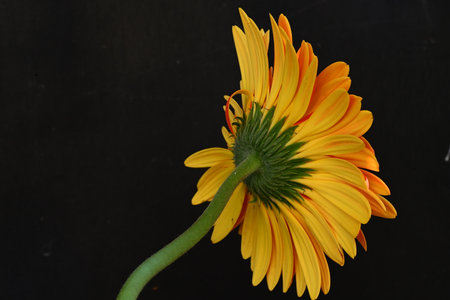 gerbera very nice colorful opened flower close up in the sunshineの写真素材