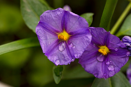 Purple flowers with raindrops on the petals in the gardenの写真素材