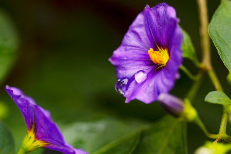Close up of purple flower with green leaves in the garden background.の写真素材