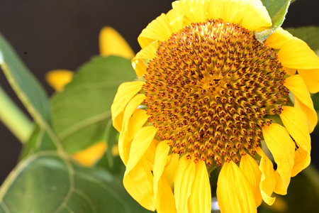 Sunflower close up. Sunflower natural background. Sunflower blooming.の写真素材