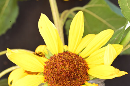 sunflower in the garden at chiangmai province Thailand.の写真素材