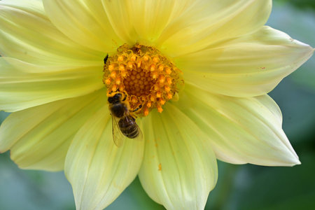 Bee on a yellow dahlia flower. Macro photography of nature.の写真素材
