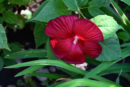 Red hibiscus flower with green leaves in the garden.の写真素材