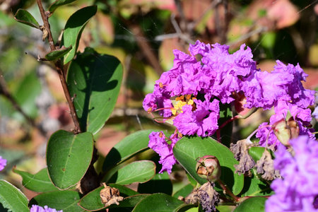 Lagerstroemia speciosa, Queen's crape flowerの写真素材