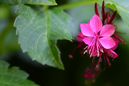 Close up of a pink flower with green leaves on a blurred backgroundの写真素材