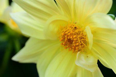 Close up of yellow dahlia flower in the summer garden.の写真素材