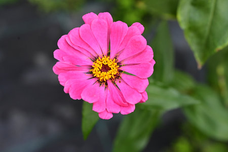 Pink zinnia flower in the garden with green leaves background.の写真素材