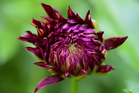 Dahlia flower on green background, closeup. Nature.の写真素材