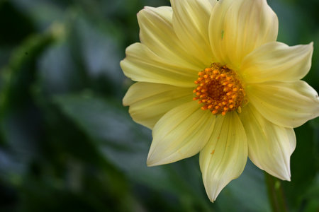 Yellow dahlia flower in the garden with green leaves background.の写真素材