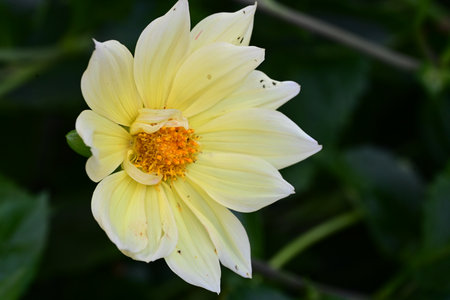 White dahlia flower in the garden, closeup of photoの写真素材
