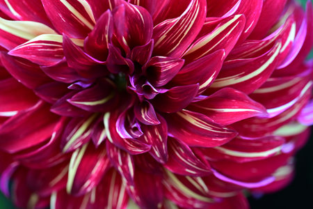 Colorful dahlia flower close-up, macro shot, selective focusの写真素材
