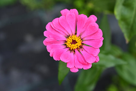 Pink zinnia flower in the garden with green leaf background.の写真素材