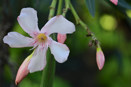 Nerium oleander is a species of flowering plant in the family Oleaceae.の写真素材