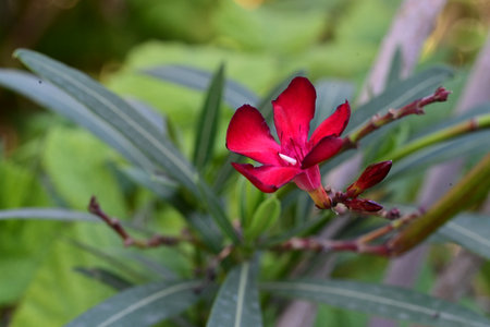 Nerium oleander is a genus of flowering plants.の写真素材