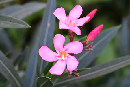 Pink oleander flowers blooming in the garden, stock photoの写真素材
