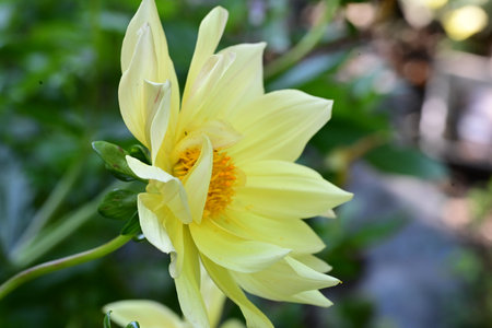 Yellow dahlia flower blooming in the garden on a sunny dayの写真素材