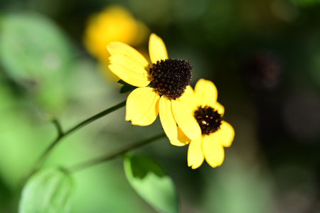 Beautiful yellow flowers on a green background. Shallow depth of field.の写真素材