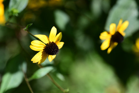Yellow flowers on a green background. Shallow depth of field.の写真素材