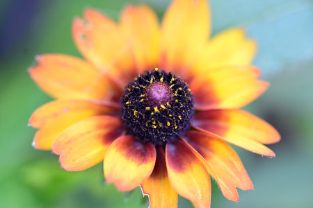 Close up of yellow and orange rudbeckia flower in the gardenの写真素材