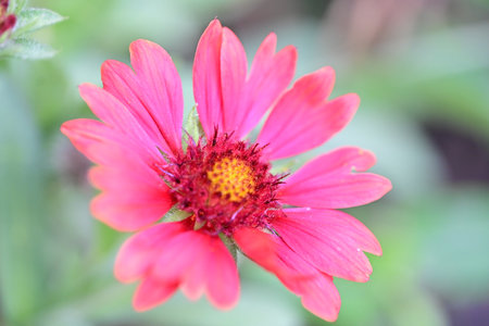 pink daisy flower in the garden, closeup of photoの写真素材