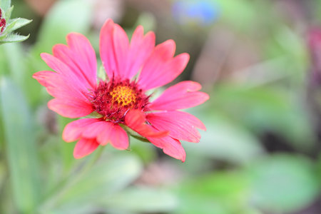 pink zinnia flower in the garden, nature background.の写真素材