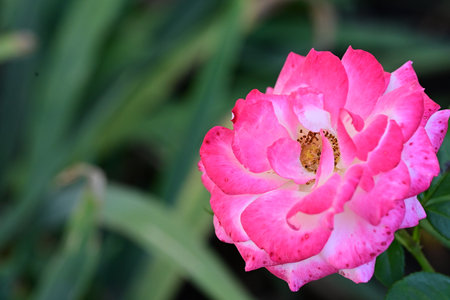 pink rose in the garden with soft focus background, stock photoの写真素材