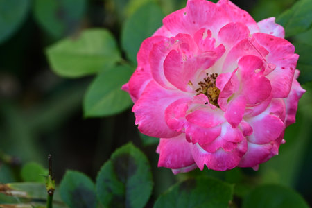 Pink rose with green leaves in the garden. Shallow depth of fieldの写真素材