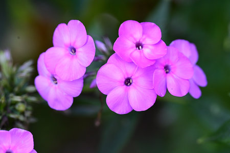 Purple phlox flowers on a green background in the gardenの写真素材