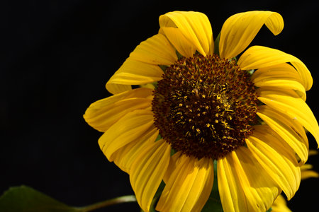 Sunflower isolated on black background. Sunflower blooming in the gardenの写真素材
