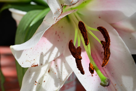 White lily flower with stamens and pistils close upの写真素材