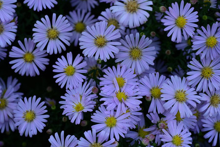 purple flowers of asters in the garden, close-upの写真素材