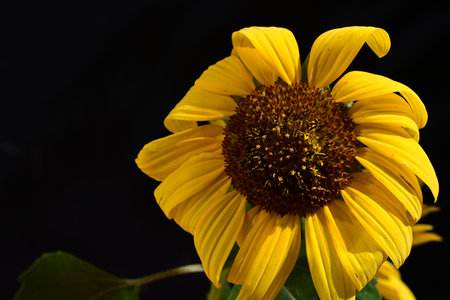 Sunflower on a black background, close-up, selective focusの写真素材