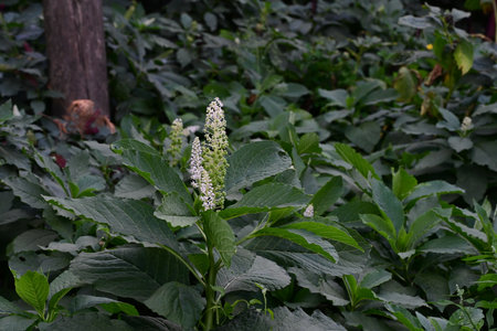 Flowering plants in the garden on a sunny summer day.の写真素材