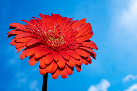 Red gerbera flower on blue sky background, close-upの写真素材