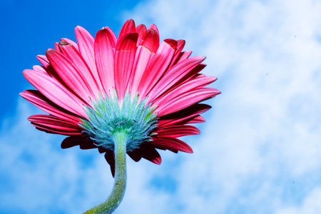 Pink gerbera flower with blue sky and white clouds in the backgroundの写真素材