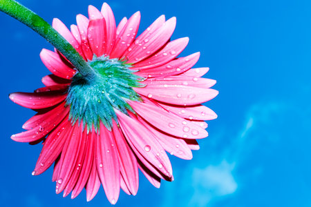 Pink gerbera flower with water drops on blue sky background.の写真素材