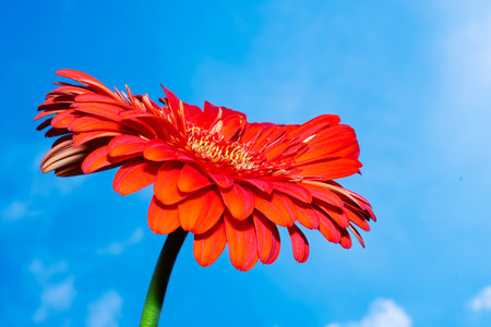 Red gerbera flower on blue sky background with copy space.の写真素材