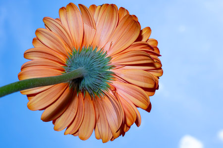 Orange gerbera flower on blue sky background, close-upの写真素材