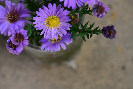 Purple asters in a glass vase on a concrete backgroundの写真素材